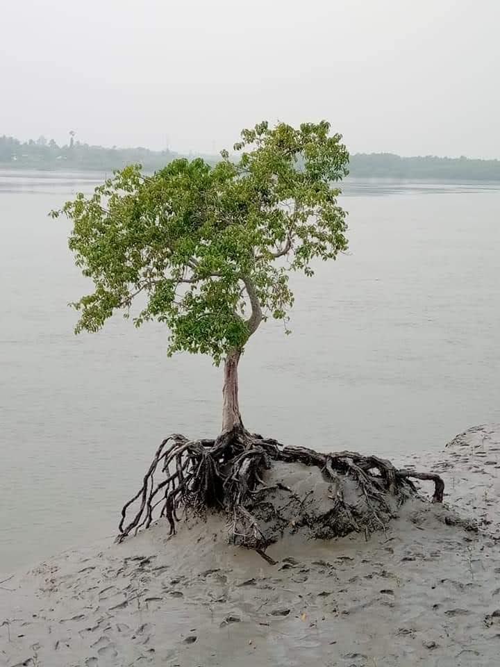 The Sundarbans: A Complete Guide to the Land of Royal Bengal Tigers & Breathing&nbsp;Roots