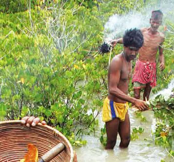 When Man Follows Tiger: The Untold Story of Sundarbans’ Honey Collectors & Human-Tiger&nbsp;Conflict