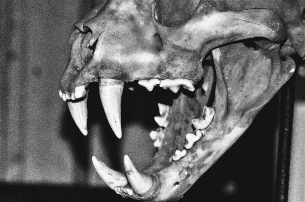 Beyond the Stripes: The Power and Anatomy of the Sundarbans&nbsp;Tiger