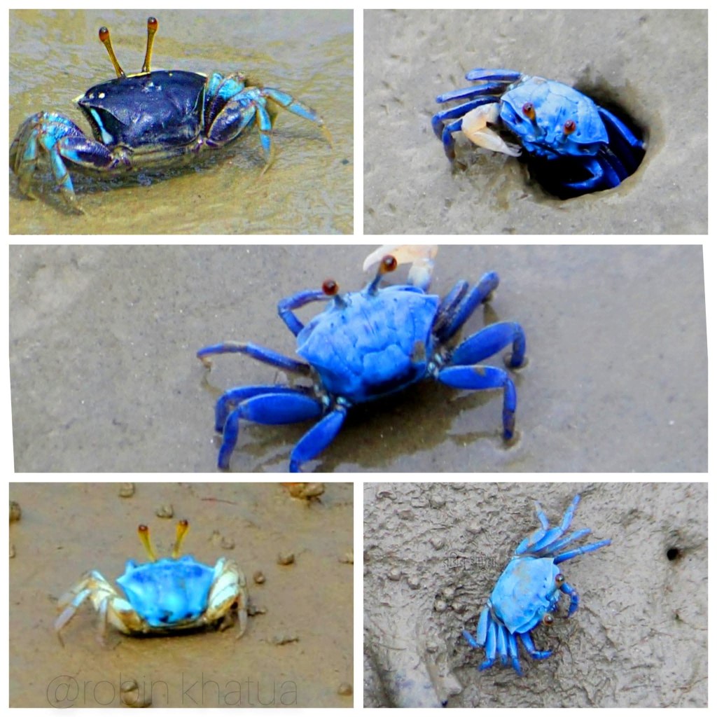 Lens on the Sundarbans: A Photographer’s Guide to the Wild&nbsp;Mangroves