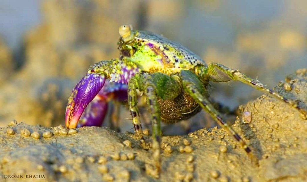 Bengal’s Two-Century Nightmare: The Story of the Mug-Firingi&nbsp;Pirates