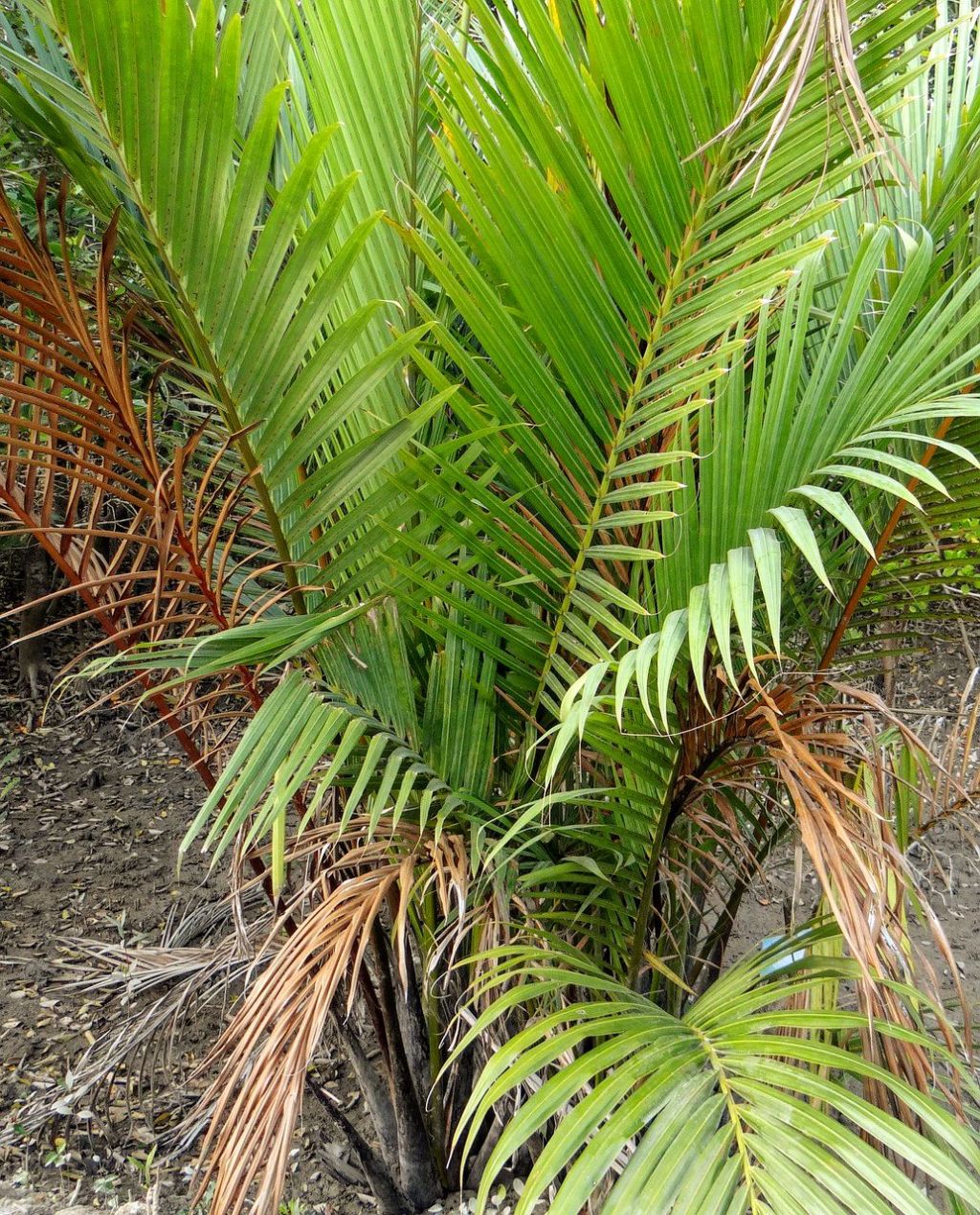 Golpata: The Sundarbans’ Miracle Nipa Palm – Food, Fuel, and&nbsp;Folklore