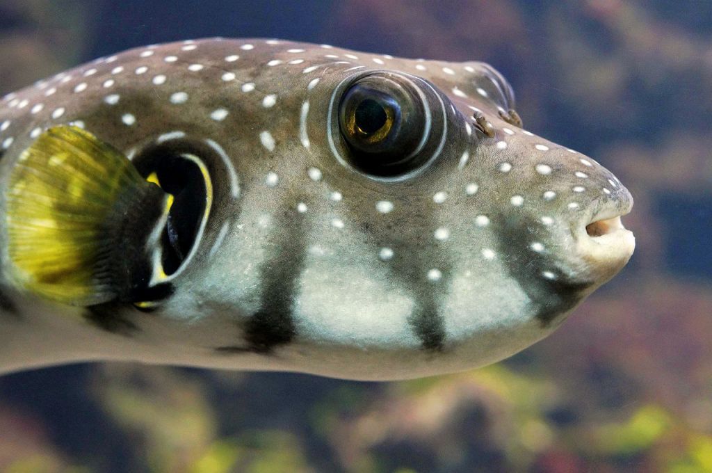 My Mother’s Love is the Antidote: A True Story of Eating Pufferfish in the&nbsp;Sundarbans