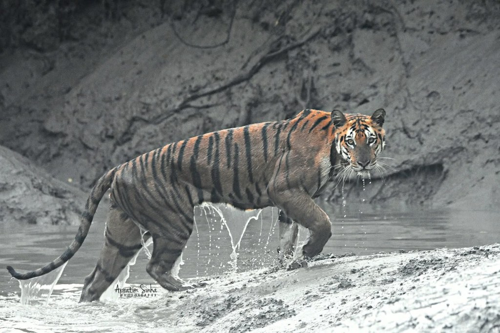 Sundarbans Tigers: Aps Sinha’s Incredible Wildlife&nbsp;Moments