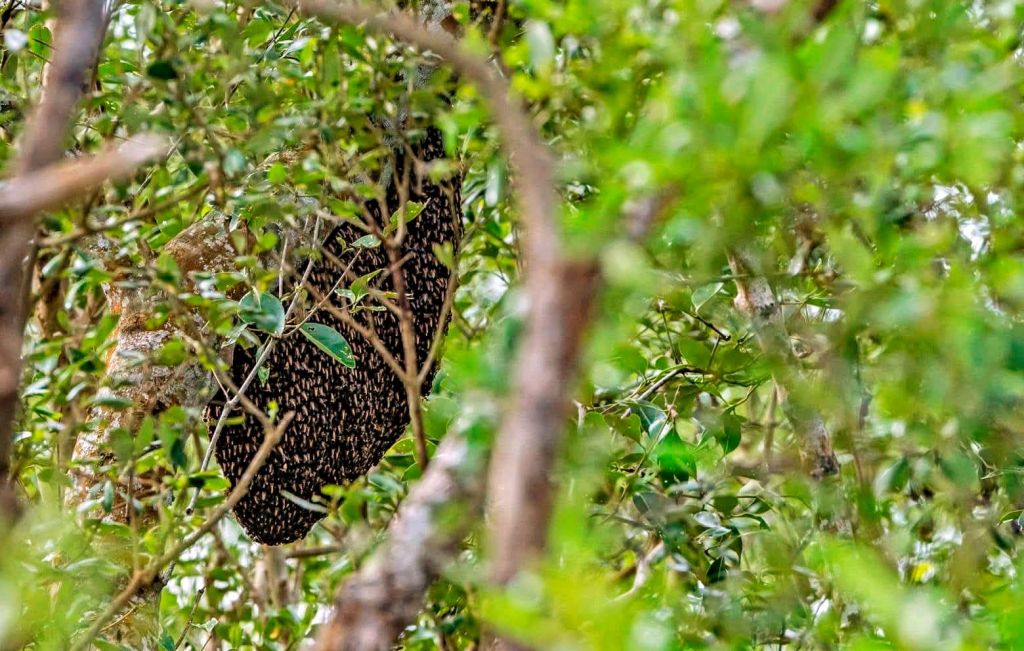 Blood for Honey: A Gripping Sundarbans Tiger Survival&nbsp;Story